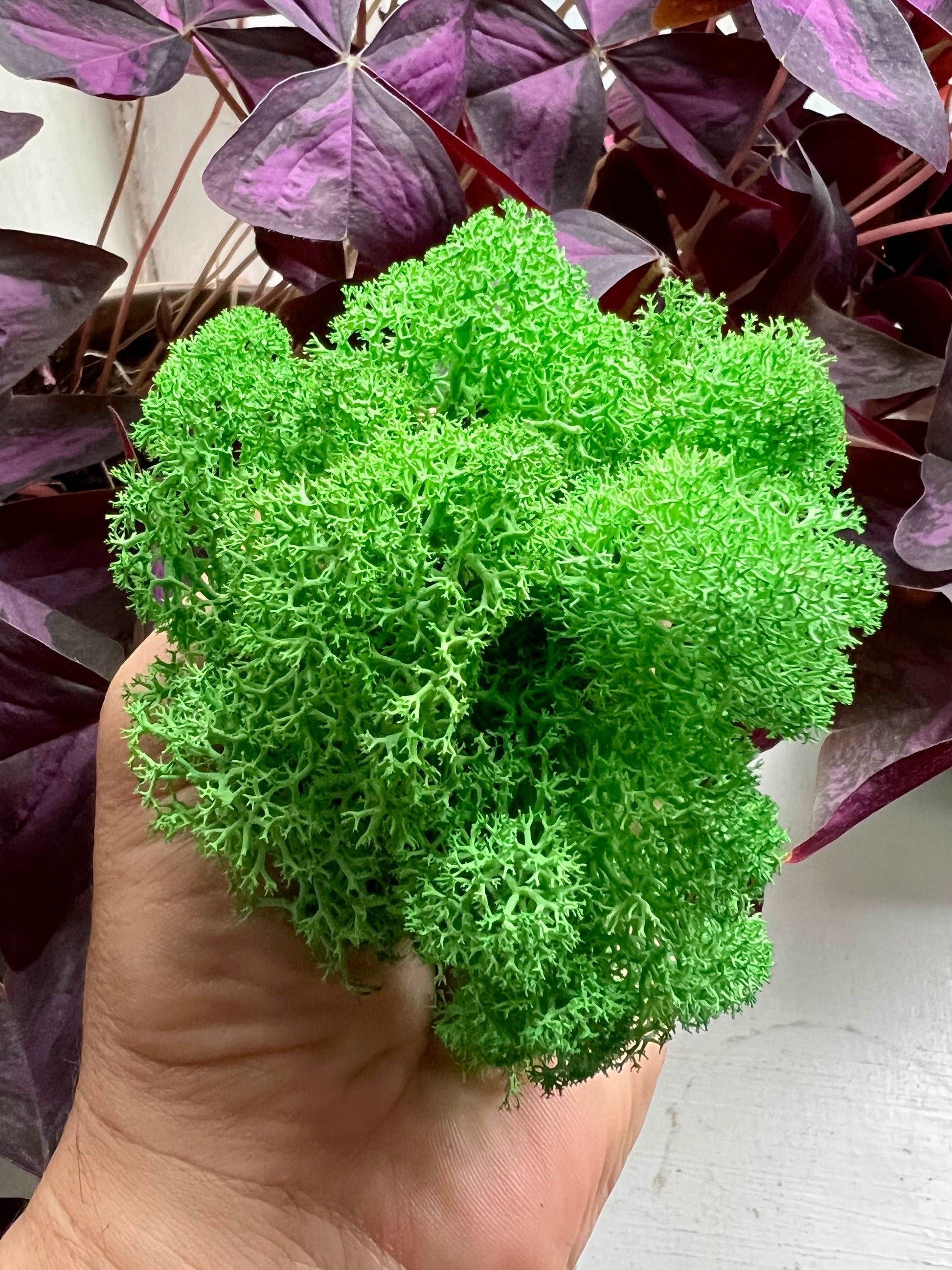 Light Green Reindeer Moss • Preserved Moss