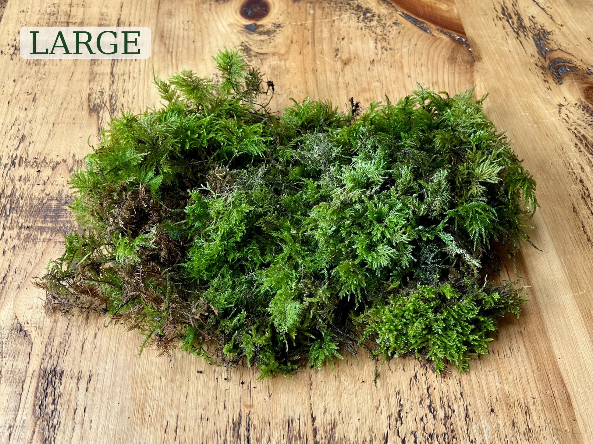 Large bag quantity of fresh mixed live moss for terrariums and mossariums