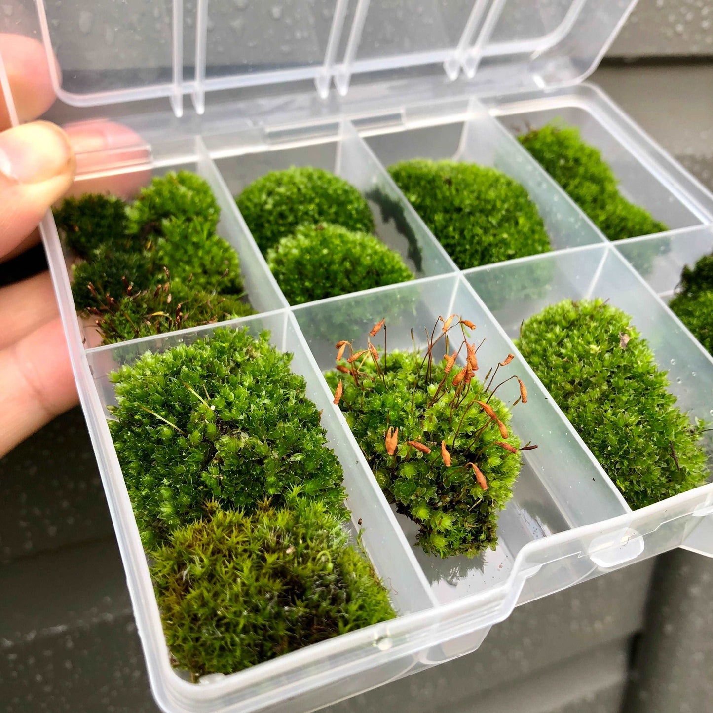 Premium Bonsai Moss • Micro Cushion Moss For Closed Terrariums