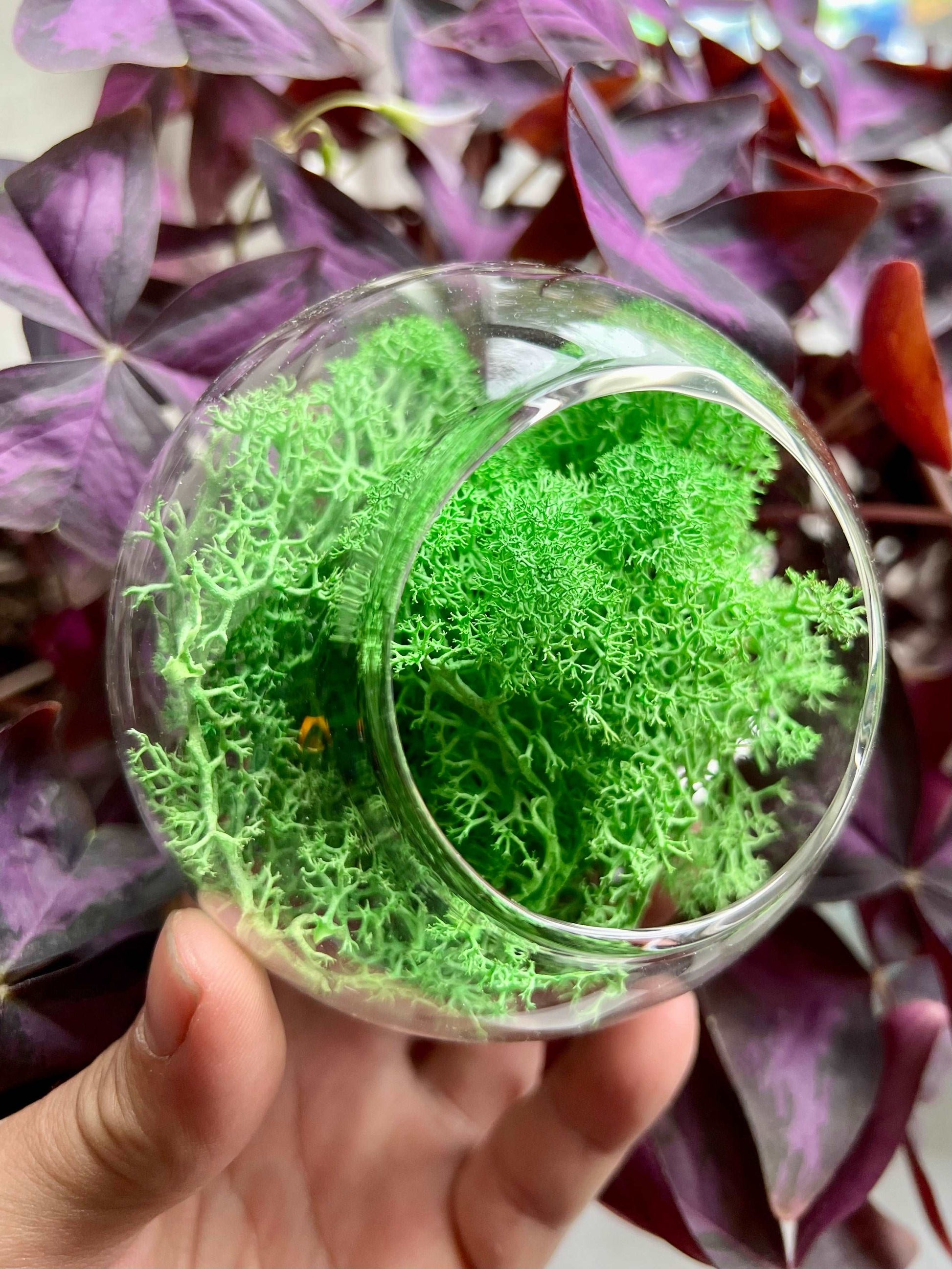 Light Green Reindeer Moss • Preserved Moss