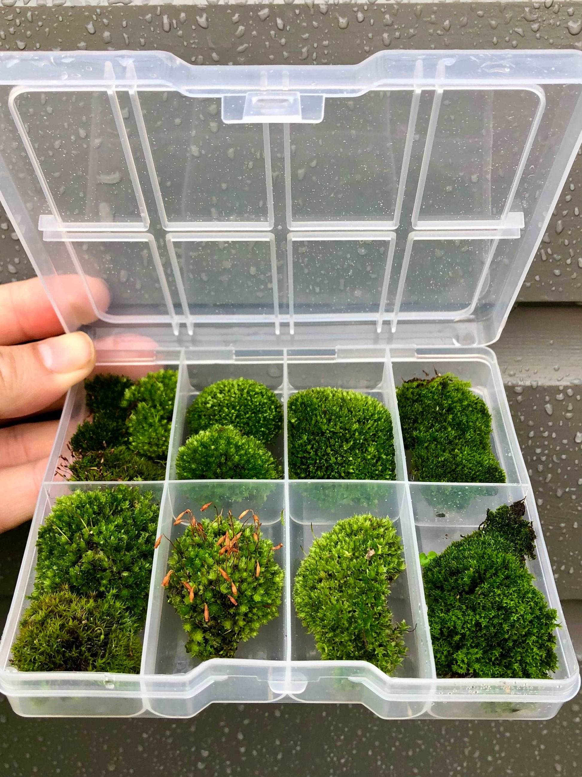 EZ-Botanicals Fresh Mood Moss Perfect for Terrariums and Bonsai
