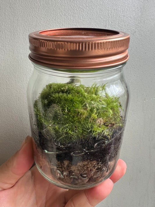 Small glass jar terrarium with live green moss and copper metal lid, held in hand to show its size