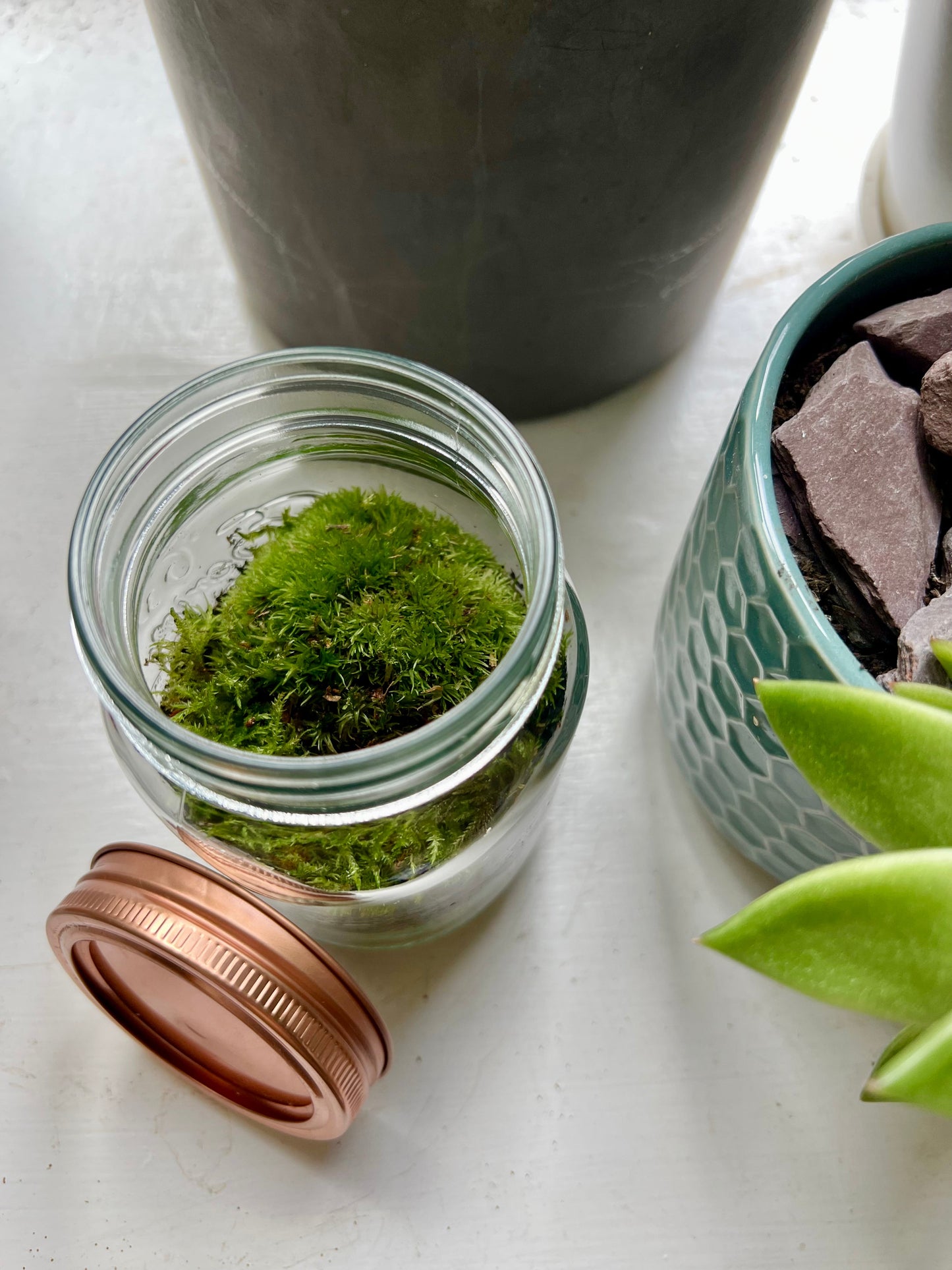 Copper Lid Jar Terrarium • Live Moss Terrarium