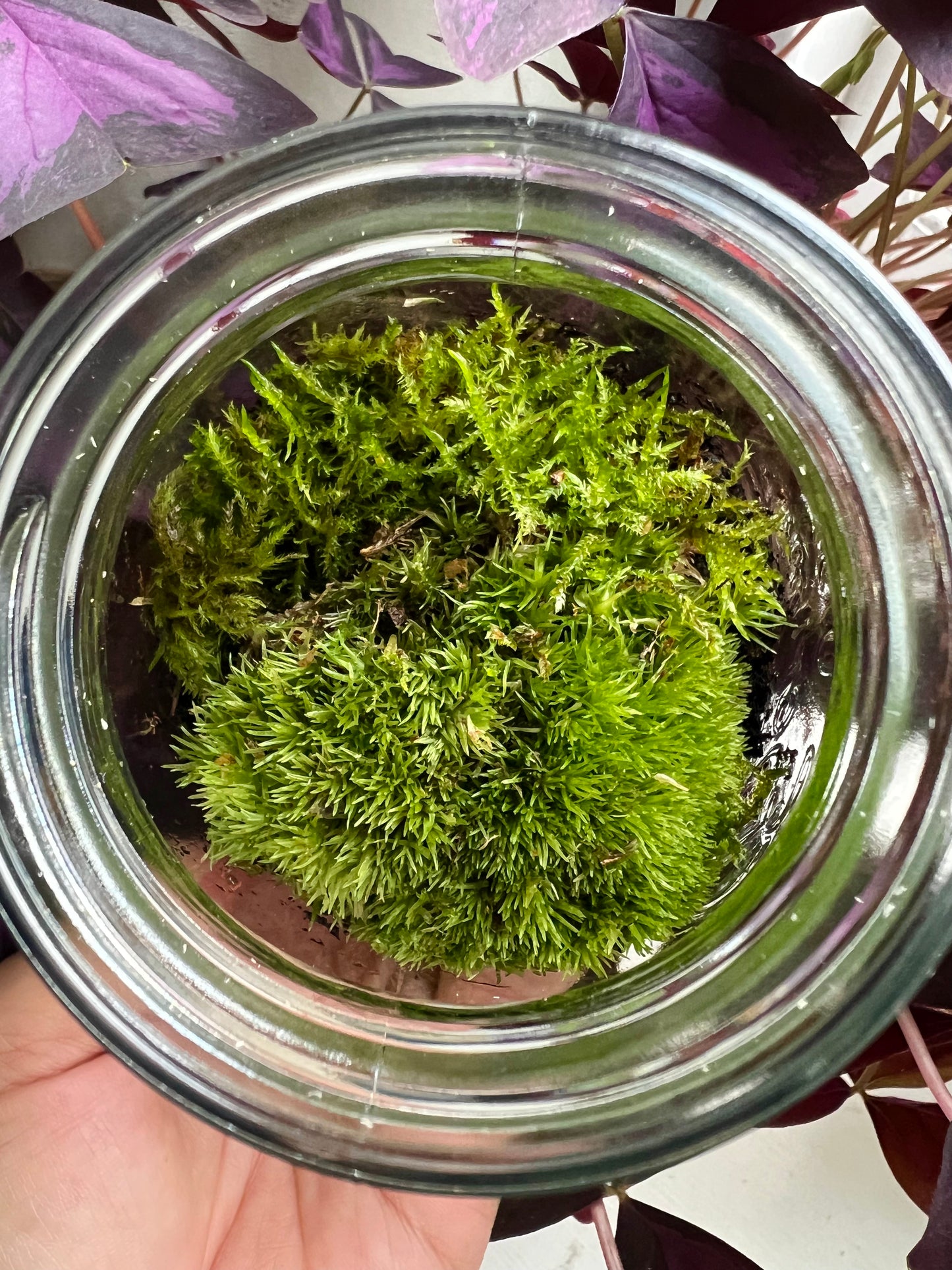 Mini Copper Jar Terrarium • Live Moss Terrarium Kit