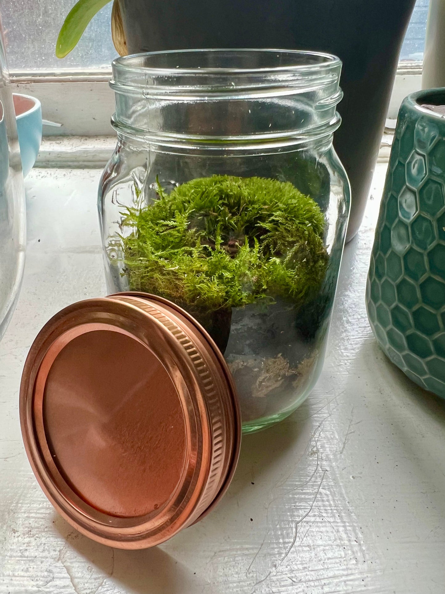 Copper Lid Jar Terrarium • Live Moss Terrarium