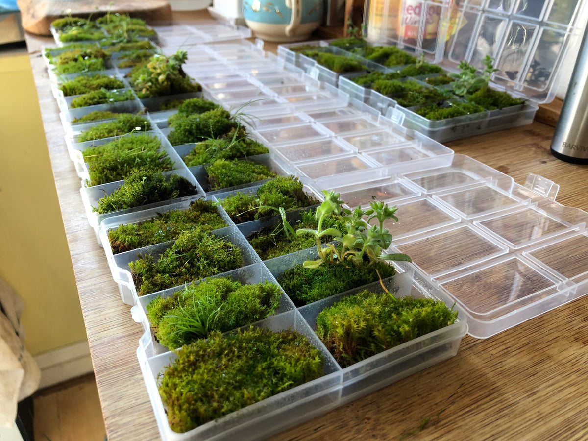 Rows of small live moss cuttings sorted into plastic compartment trays, ready for packing terrarium and mossarium orders in The Moss Fairy's Bristol workshop
