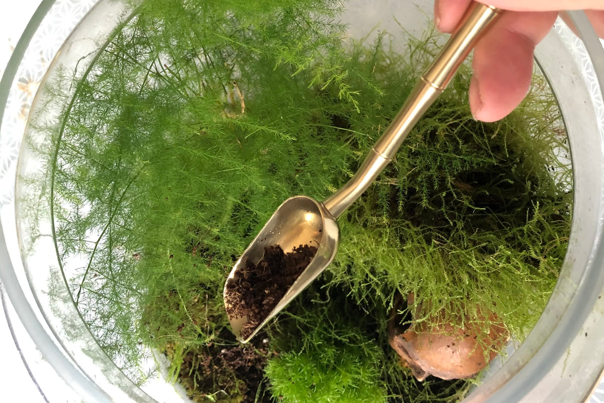 Overhead view into an open glass terrarium. A hand uses a slim brass scoop to add dark compost among feathery asparagus fern, fine stranded moss and a bright cushion of moss, with a small brown natural ornament nestled in the corner.