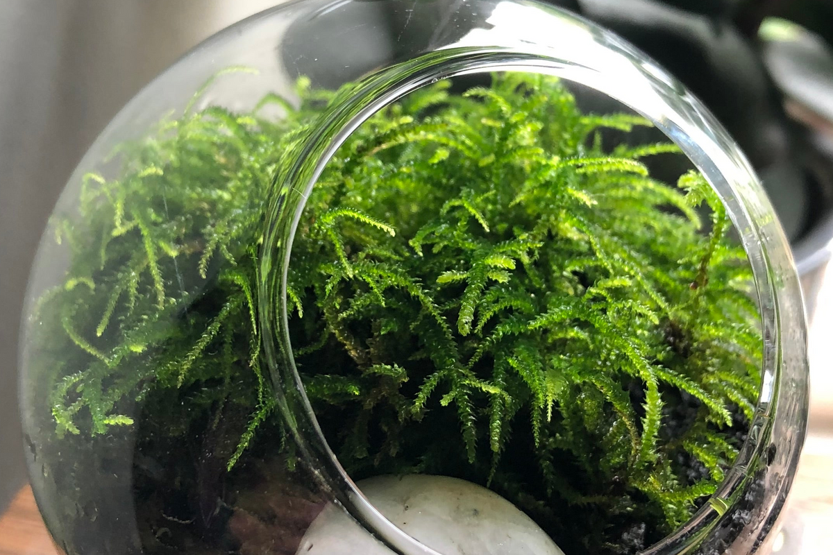 A close-up of bright green moss inside a clear glass terrarium, with a white stone at the bottom and the curved glass rim framing the shot.