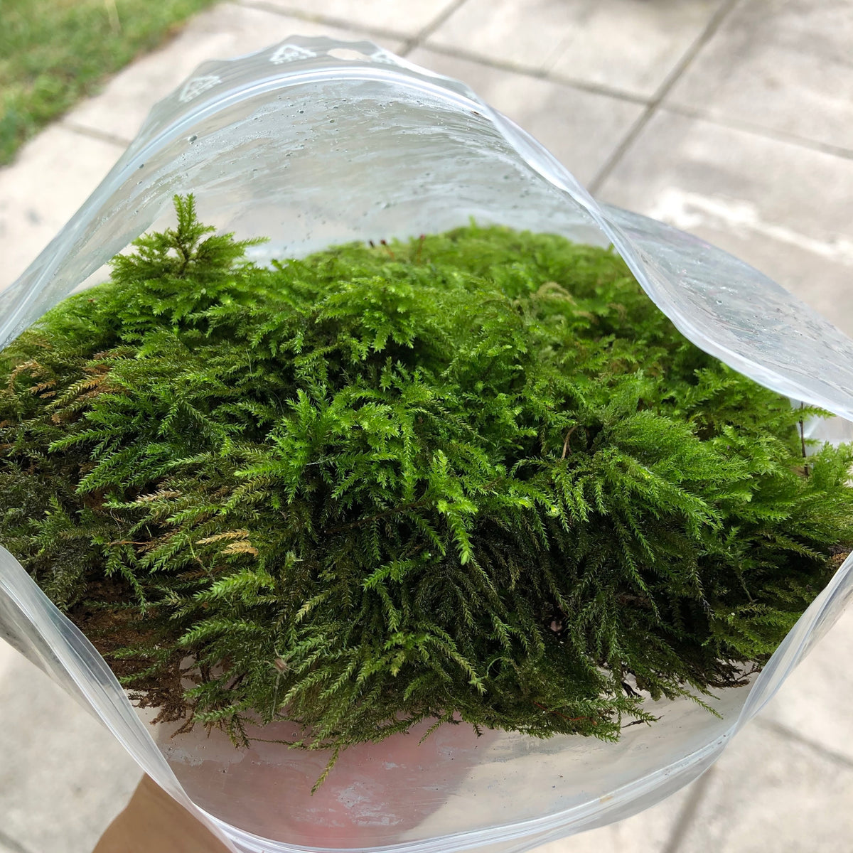 Fresh live terrarium moss packed ready for delivery from The Moss Fairy