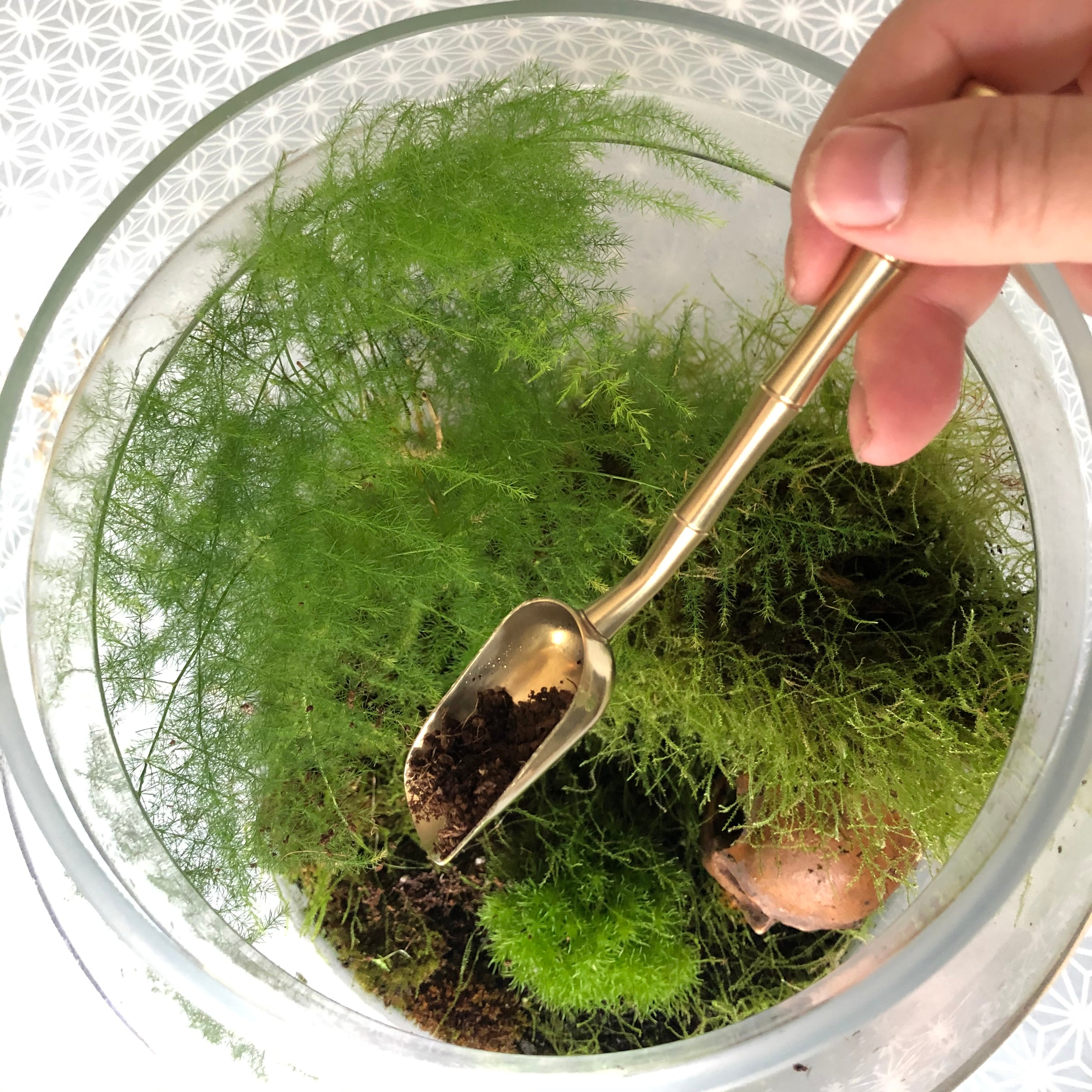 Terrarium with asparagus fern and moss and terrarium tool being used