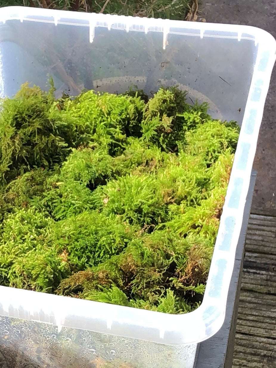 green moss in plastic container