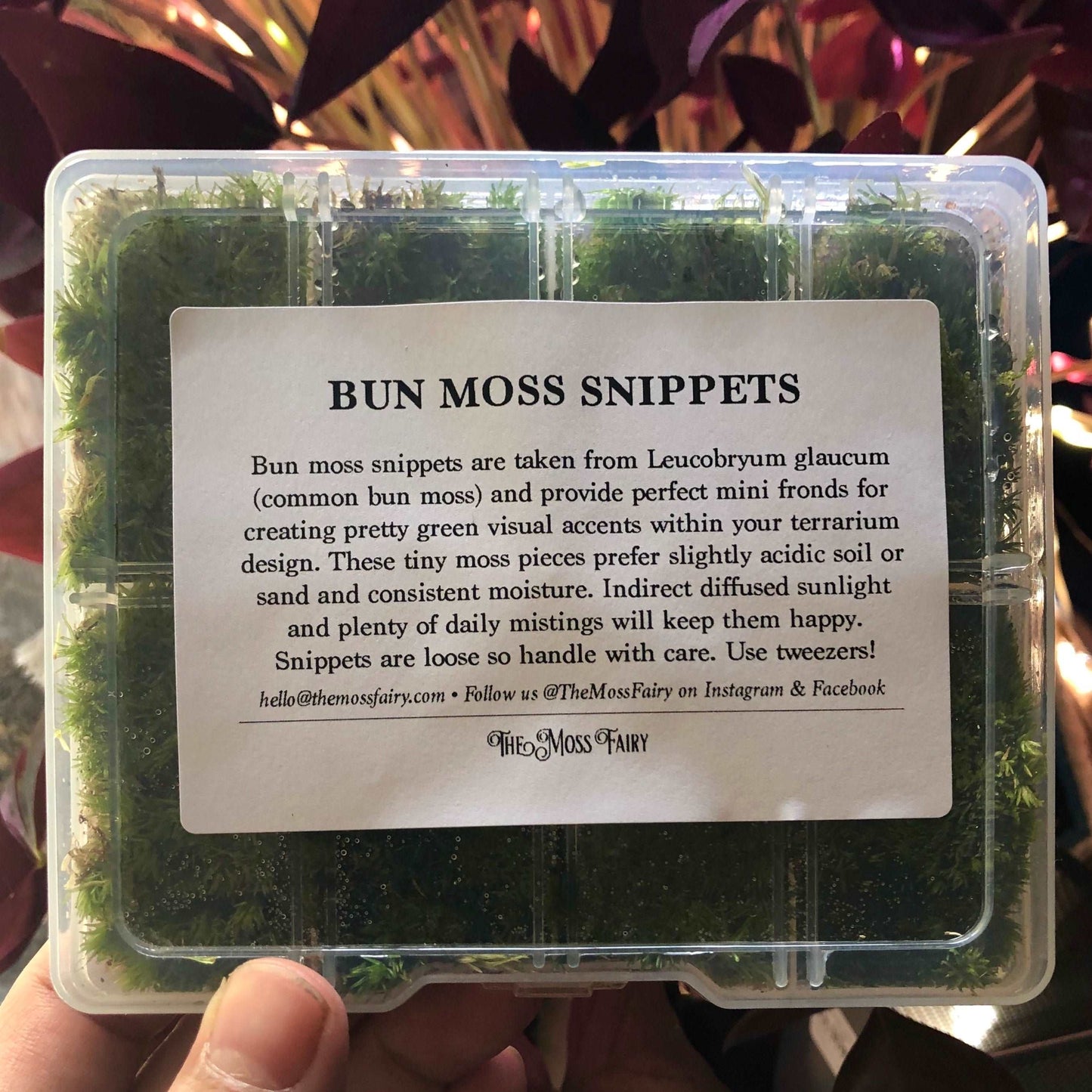 selection box of live bun moss pieces for terrariums