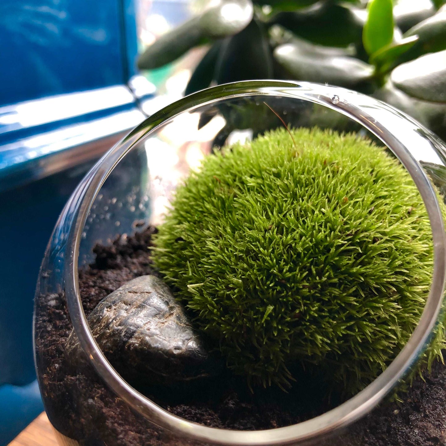 Small round glass terrarium with green bun moss pillow close up