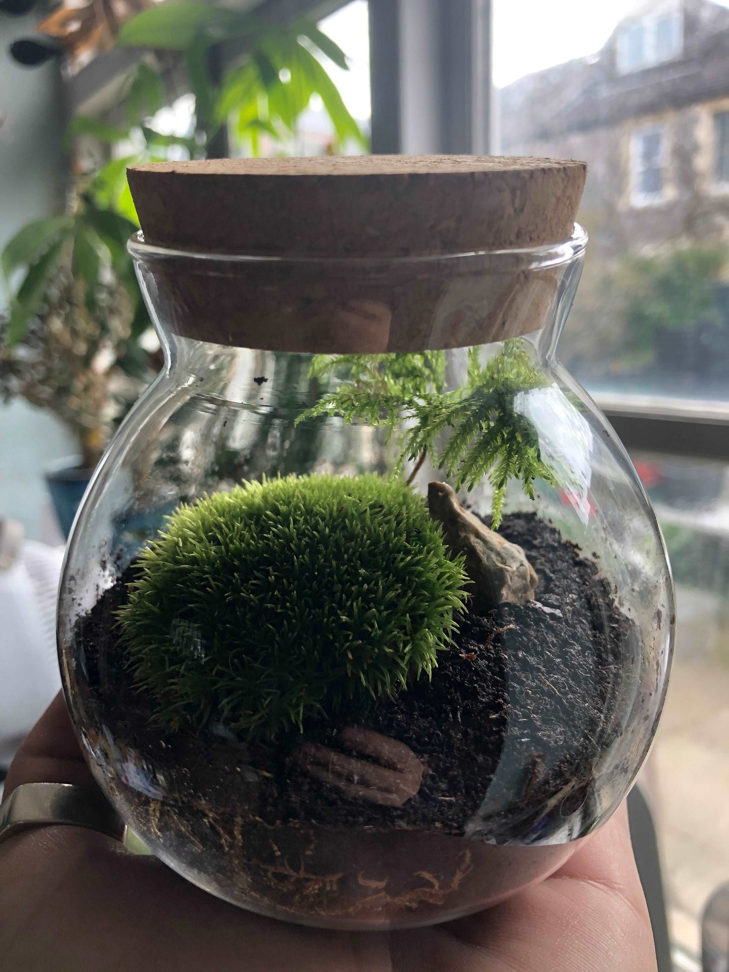 pretty round glass moss terrarium with cork lid in window