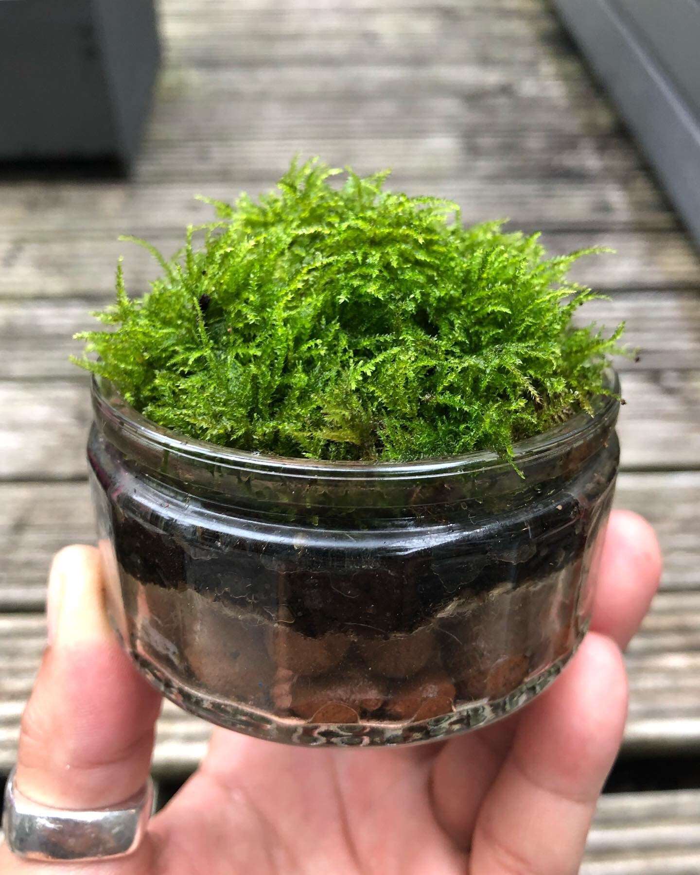 vivid green moss in glass dish