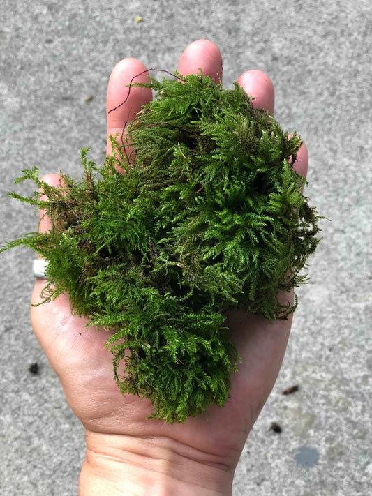 green moss in hand