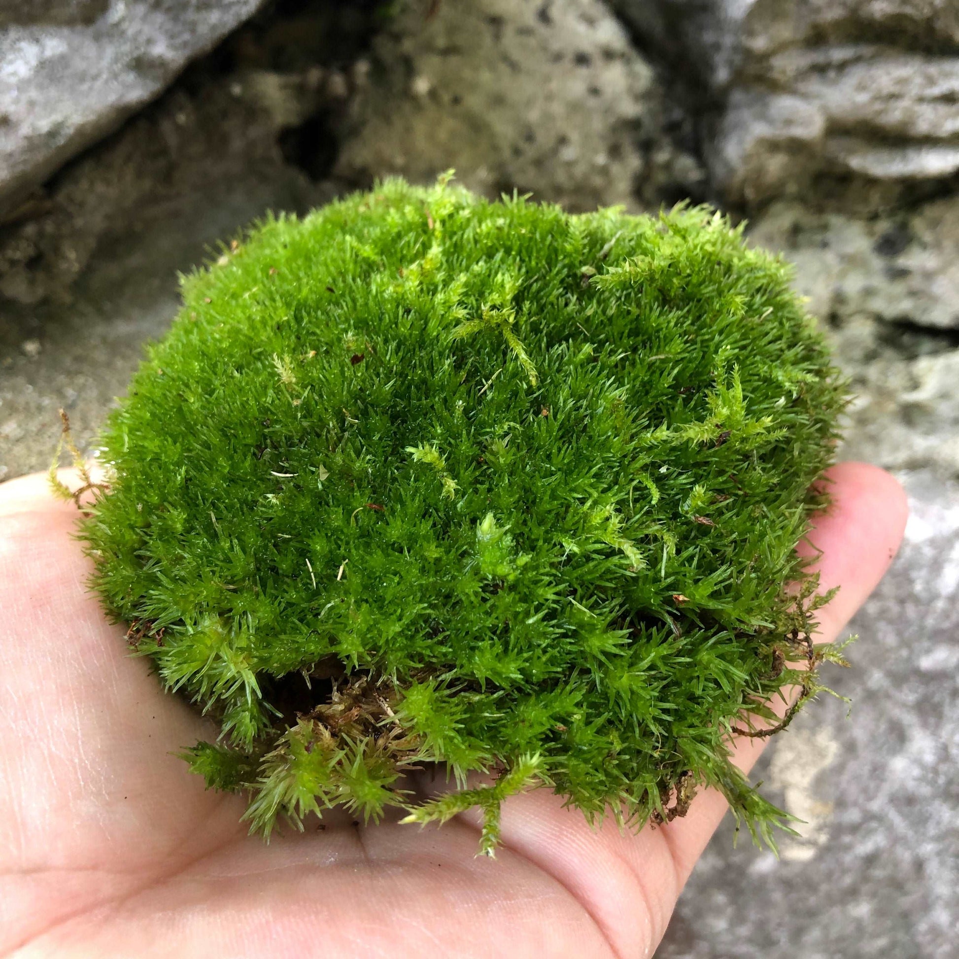 hand holding single pillow moss bun plant