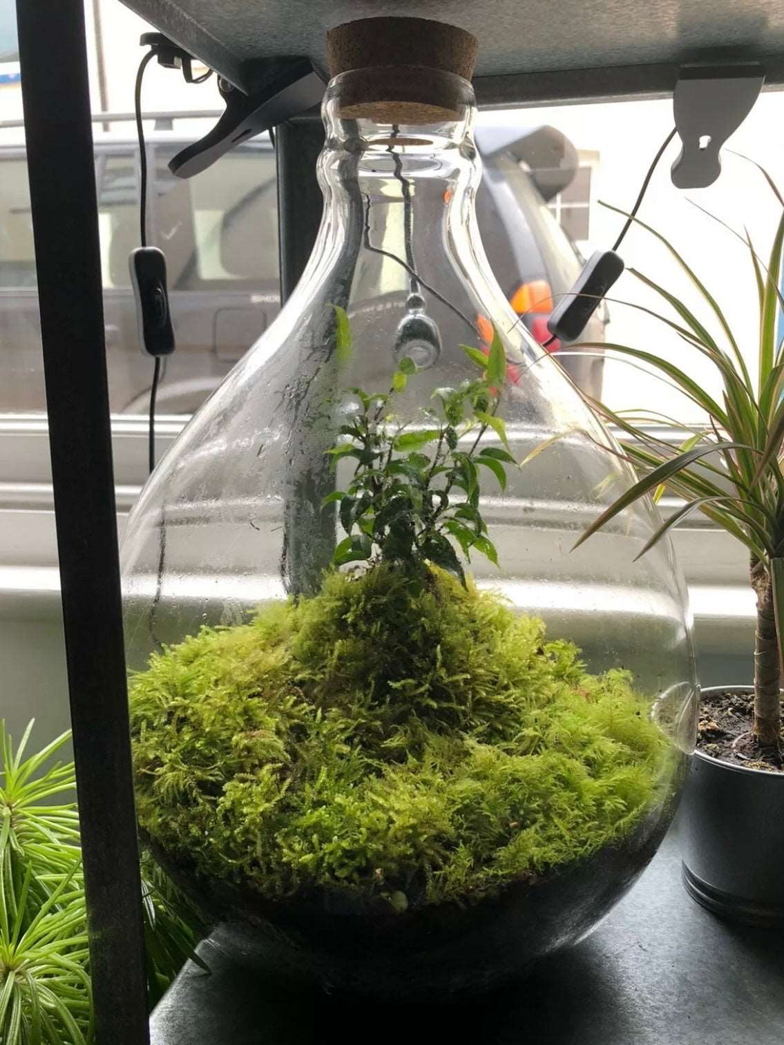 large glass jar terrarium with live moss