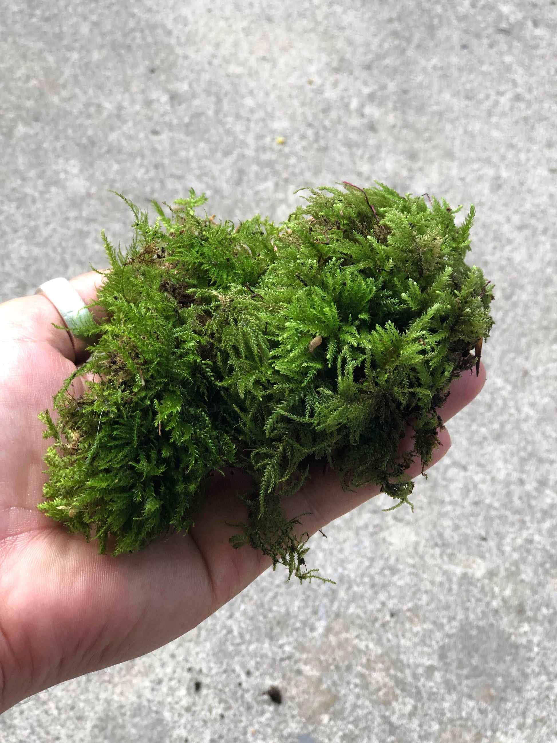 live green moss in hand