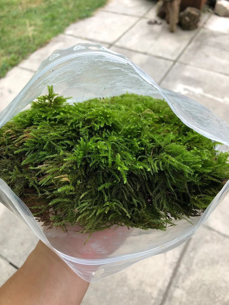 Fresh green natural live moss in bag