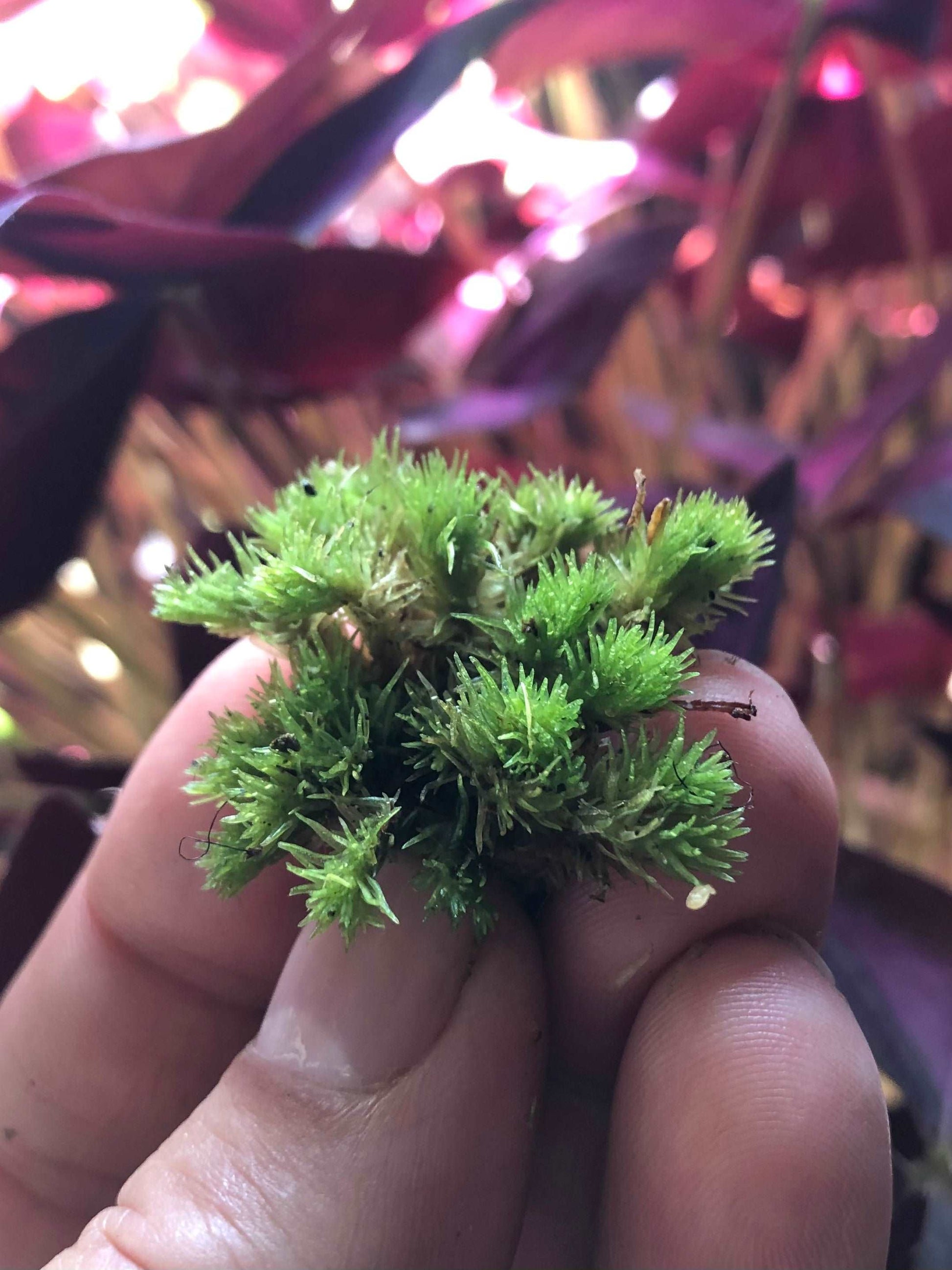 tiny live moss fronds or cushion moss pieces in fingers