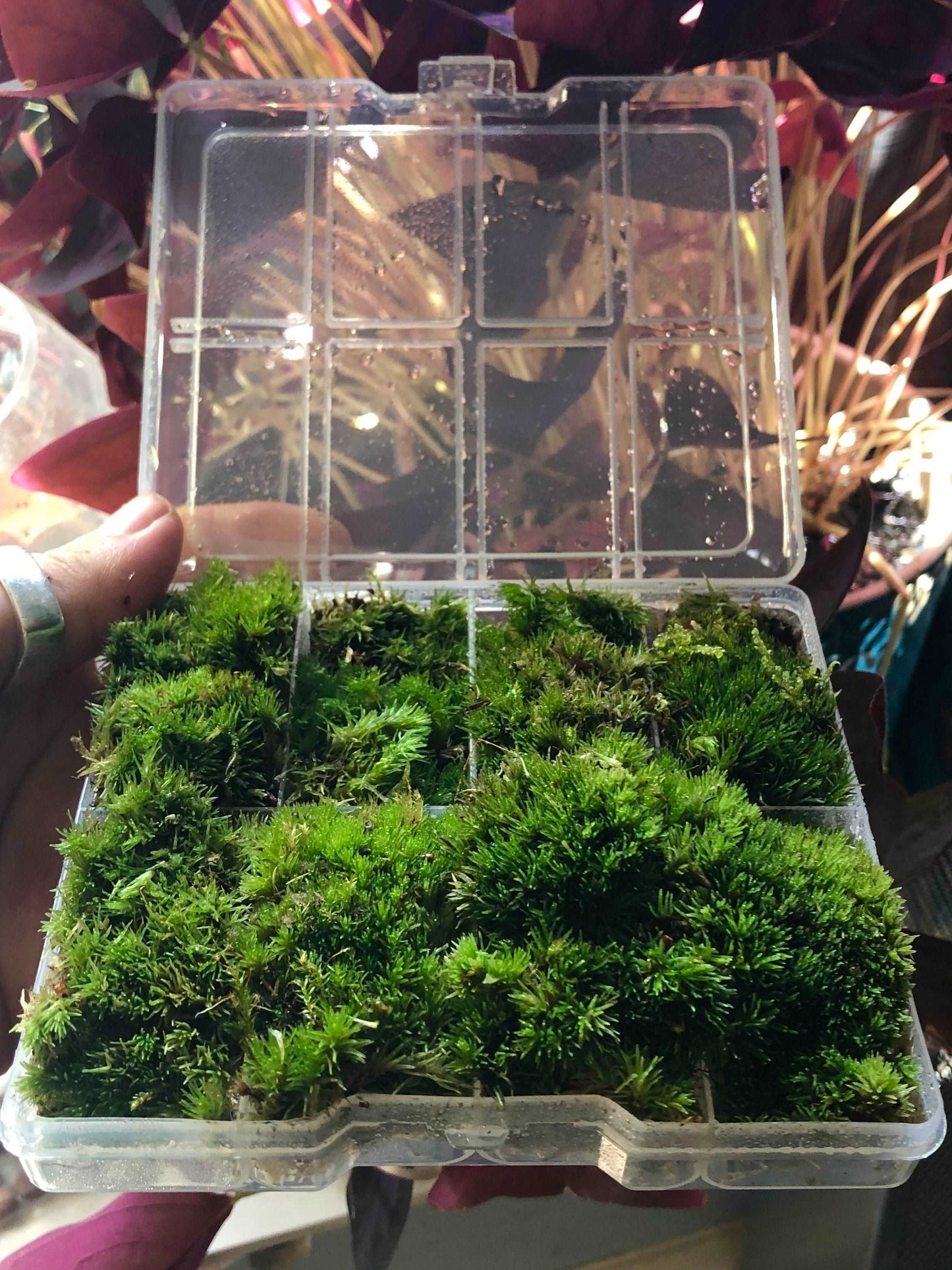 selection of loose bun moss pieces for terrarium design