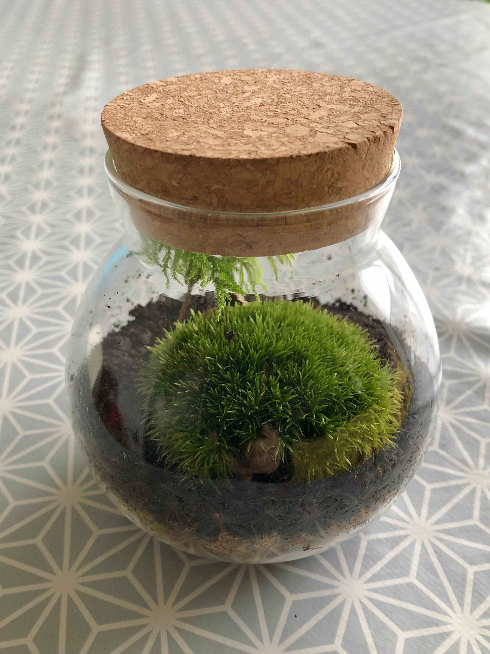 round mini terrarium with cork lid and bun moss