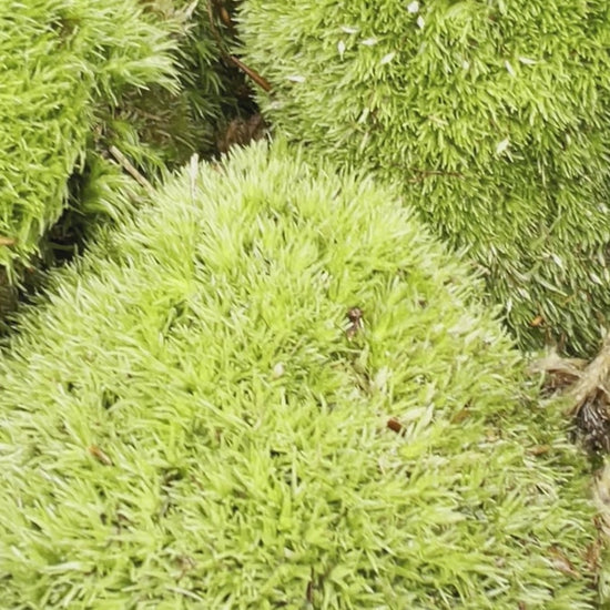 live cushion moss plants video