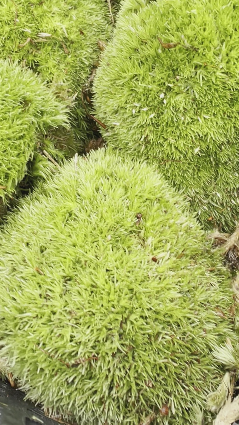 live cushion moss plants video