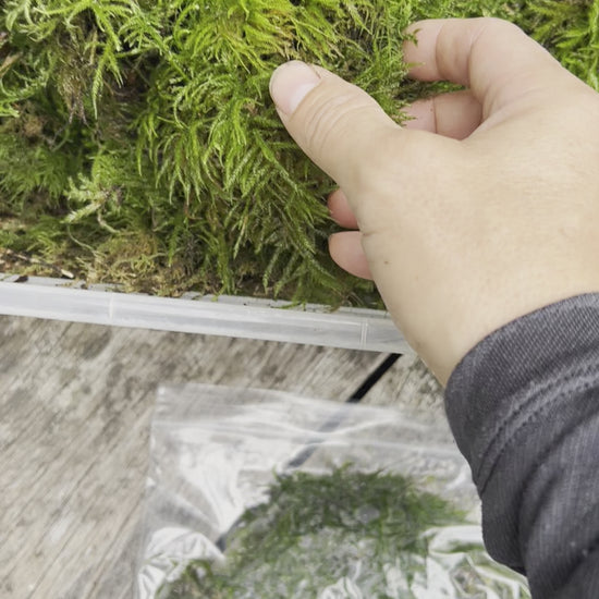 fresh live green woodland moss being handled