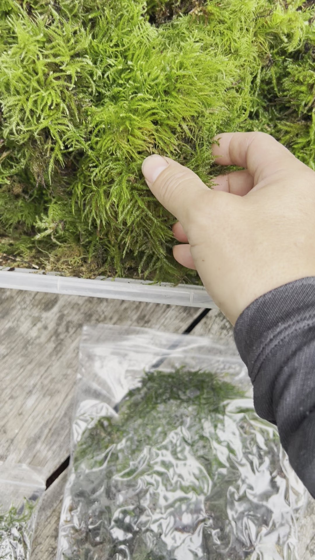 fresh live green woodland moss being handled