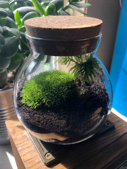 beautiful round glass terrarium with green moss plant decor