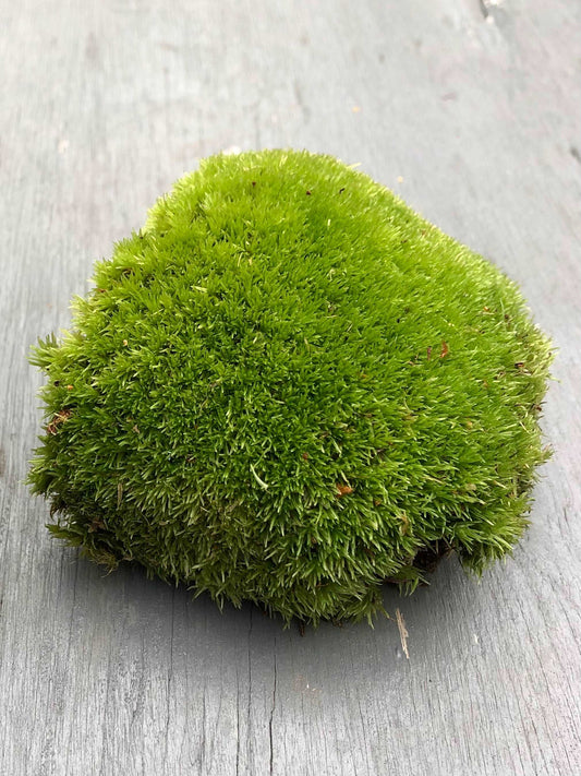 Single bun moss for terrariums