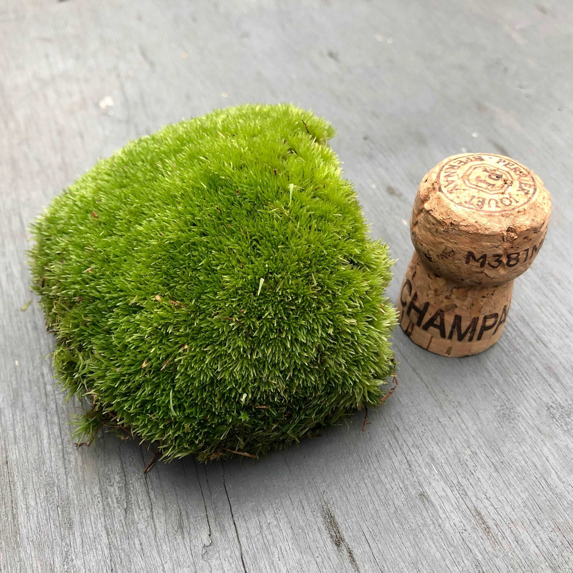 single cushion moss bun terrarium plant with cork